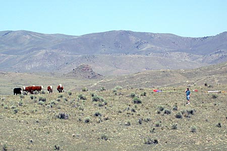 Cows