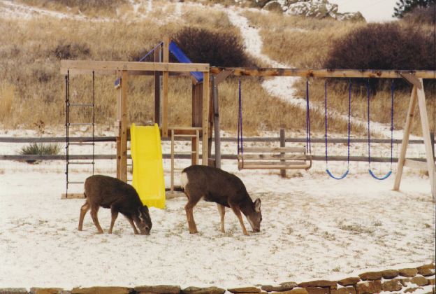 Deer