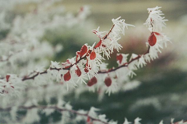 Frost